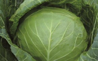 甘藍(lán)裂球的原因，品種或土壤水分不均衡等都會(huì)導(dǎo)致