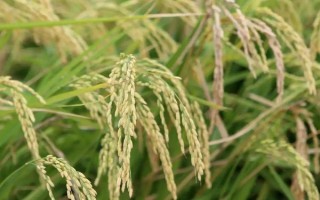 鑫優(yōu)9113水稻種子特點(diǎn)，每畝有效穗22.8萬(wàn)穗