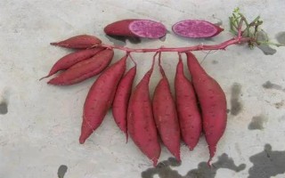 紫薯和紅薯的區(qū)別，前者味甜較貴、后者甜味淡較便宜