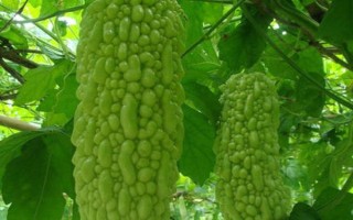 種植苦瓜的時(shí)間和方法，北方地區(qū)3-4月份可在棚內(nèi)育苗、長(zhǎng)江流域在3月份播種