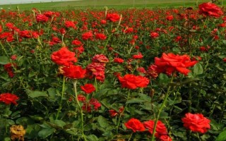 哪里有玫瑰花種植基地，基地在河北或者山東等地