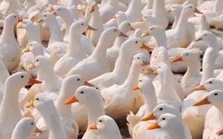 給肉鴨配制飼料的原則，不能一次性配制過多