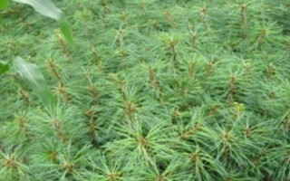 松子如何種植，播種前放進(jìn)河沙中進(jìn)行藏儲催芽