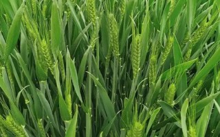 小麥揚花下雨是否會絕后，大概率不會出現(xiàn)絕后