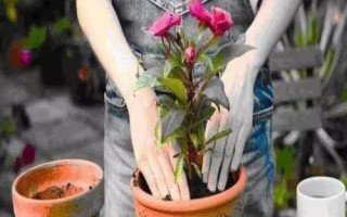 花卉換盆技巧，一般每年或隔年進(jìn)行一次換盆