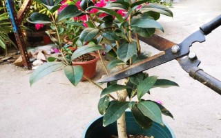 怎么修剪桂花樹才能讓它矮化，在幼樹時(shí)期打頂可以控制株高