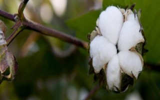 華雜棉H116棉花品種簡(jiǎn)介，全生育期123.1天