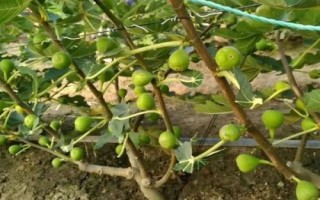 栽培無(wú)花果的要點(diǎn)，幼苗期要做好摘心打頂工作