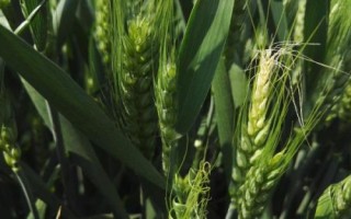 華穩(wěn)1號小麥種簡介，該品種屬半冬性中熟品種