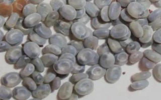 蠶卵怎么保存到第二年，可通過冷藏進(jìn)行保存
