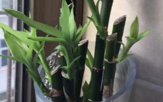 富貴竹爆芽的方法，進(jìn)行打頂最快速