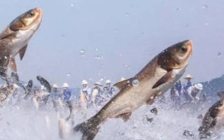 3號(hào)新關(guān)東鉤可以釣多重的鯉魚，8斤以內(nèi)的鯉魚均可垂釣