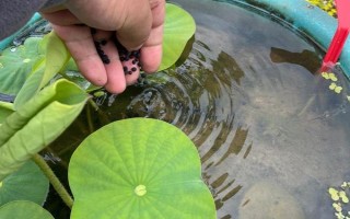 荷花光照不夠怎么處理，可移到光照好的環(huán)境中