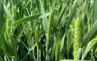 中麥175(區(qū)試代號:CA0175)小麥種子介紹