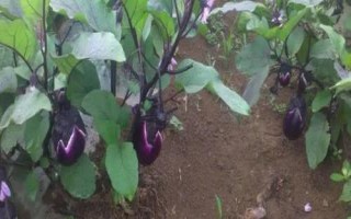夏季哪些蔬菜可以露天種植，包括小白菜、空心菜、番茄、茄子等品種