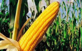 明玉700玉米品種的特性，放赤眼蜂防治玉米螟蟲(chóng)
