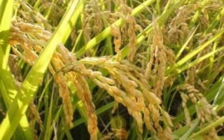 我國水稻之父是指，袁隆平院士被譽(yù)為“雜交水稻之父”