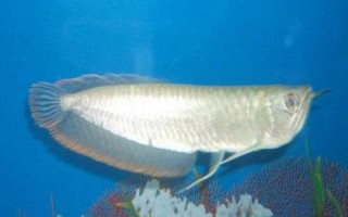 銀龍魚不吃東西的原因，可能是不適應新環(huán)境或水溫過低等