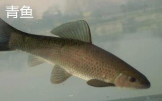 鲅魚和青魚的區(qū)別，科屬分類、形態(tài)特征、棲息環(huán)境均不同