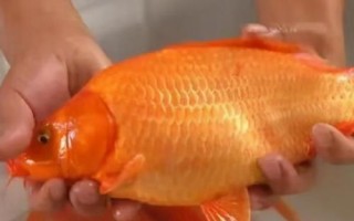 鯉魚的品種，常見的有紅鯉、豐鯉、錦鯉等