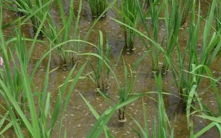 昌優(yōu)964水稻品種簡介，一般4月底至5月初播種