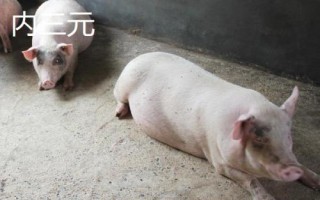 外三元豬和內(nèi)三元豬的區(qū)別，雜交方式不同