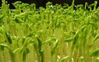 綠豆芽種植技術，選種是培育的第一步