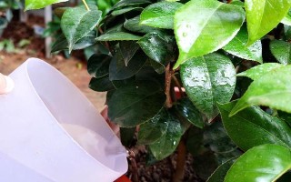 冬季怎么養(yǎng)茶花，應(yīng)放置在亮一些的位置來養(yǎng)