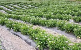 香瓜茄的種植方法，可以采取盆播或穴盤育苗