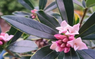 睡香花的養(yǎng)殖方法，每月施加一次稀薄的肥液