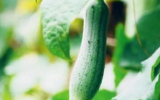絲瓜結(jié)果后長(zhǎng)不大的原因，可能是缺少肥料、澆水過(guò)多等
