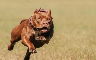 比特犬和藏獒的區(qū)別，咬合力不同