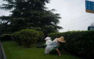 雪松除草方法，噴藥時(shí)要避開樹枝