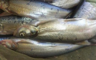 白條魚簡介，屬淡水魚類