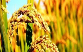 中發(fā)優(yōu)9822水稻種子特點(diǎn)，晚造全生育期113～116天