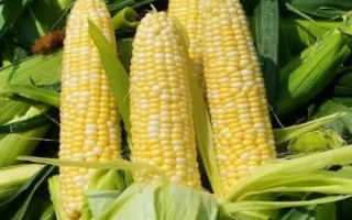 滑豐6號玉米種子的特征特性，夏播生育期為101天