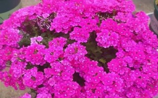 怎么養(yǎng)天天開花，生長期需要每10天左右施加一次肥料