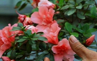 種杜鵑花適合用什么土壤，黑山土、黃山土、腐葉土都能使用