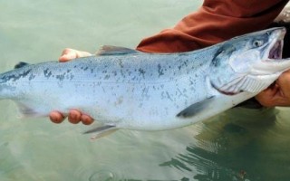 三文魚的產(chǎn)地，主產(chǎn)于俄羅斯、美國(guó)、加拿大、日本、挪威