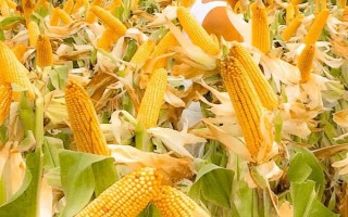 京紫糯218玉米種子特征特性，適宜種植密度3500株