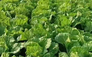 2月份適合種植的蔬菜，常見的有黃瓜、胡蘿卜、菠菜等