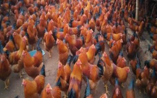 什么是閹雞，指通過手術(shù)摘除公雞的睪丸