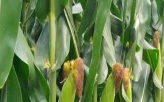百科玉998玉米種簡介，適宜密度4500株/畝