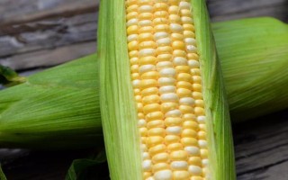紅瑞2號(hào)玉米種子介紹，平均全生育期112.5天