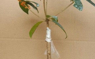 桂花的嫁接技術(shù)，3-5月份以及10月份均可進(jìn)行