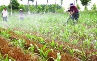 玉米播種后過多久澆一次水，當(dāng)天澆水過后可每隔3-5天澆一次