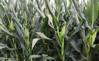 華玉518玉米品種的特性，適宜播期6月上中旬