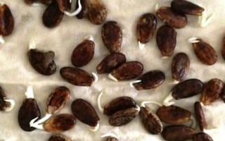 蔬菜種子的催芽方法，不同的方法適用于不同種子