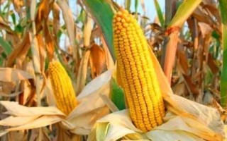 增信917玉米種子特征特性，遼寧省春播生育期128天