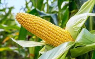 原玉甜819玉米種簡介，基肥應(yīng)每畝施45千克